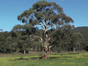 Full Grown Eucalyptus rubida